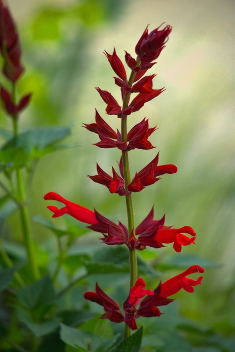 Salvia "Roman Red"