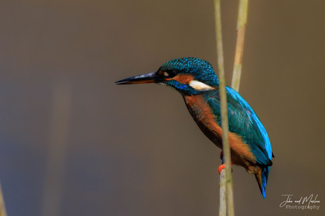 IJsvogel