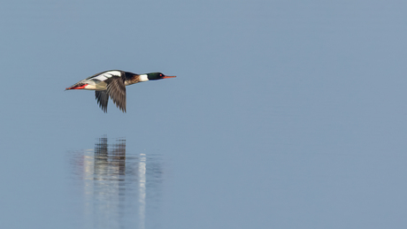 Een mannetje middelste zaagbek in vogelvlucht boven het Grevelingenmeer