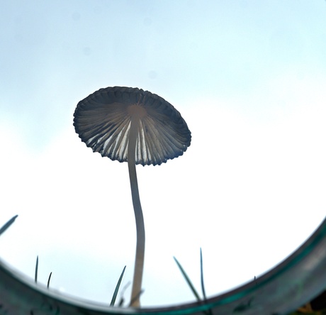 grijsbruine grasmycena