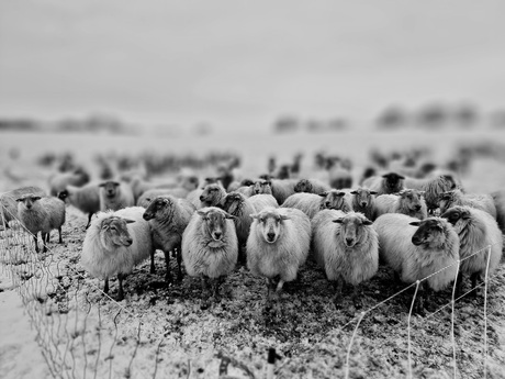 Winterlandschap met schapen  4