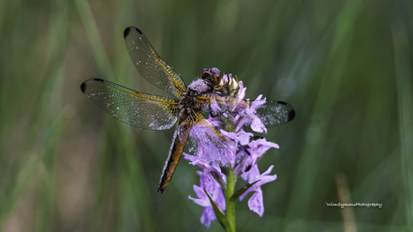 Libelle