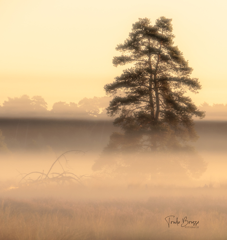 Prachtige zonsopkomst Loonse Drunense  Duinen