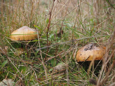 Paddenstoelen