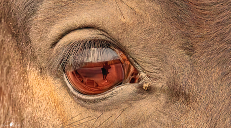 The horse's eye