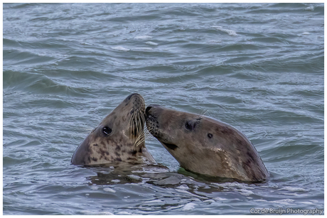 Zeehonden