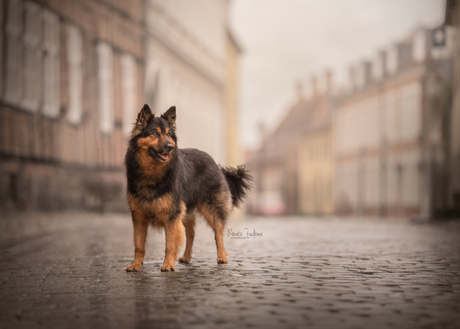 Streets of Denmark