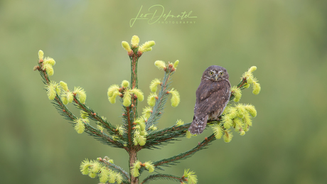 Owl I Want for Christmas 