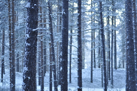 Bomen met sneeuw