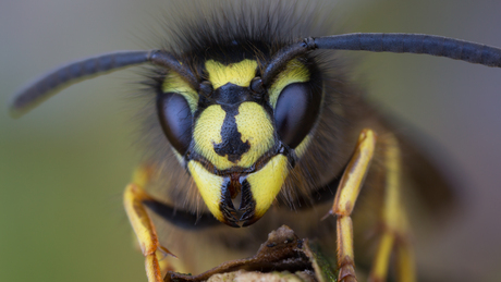 Gewone wesp (Vespula vulgaris).