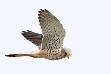 Torenvalk 2 onderweg