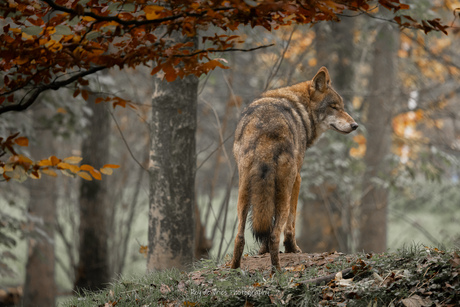 de baas van het bos