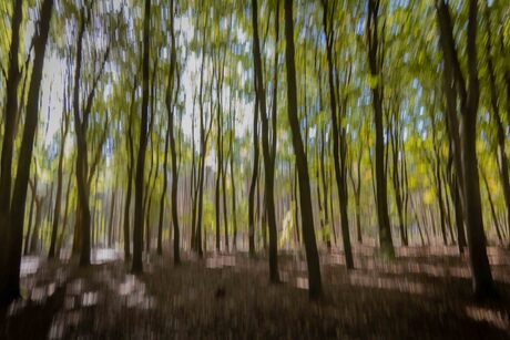 like a painted forest