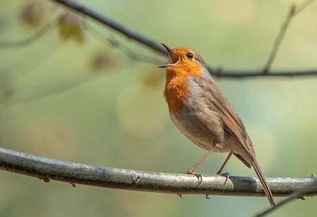 Sing a Song