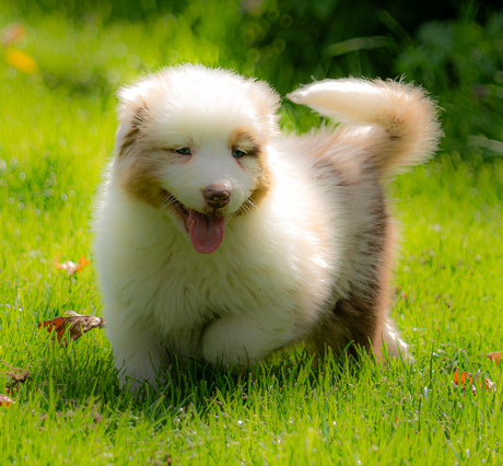Australien Shepherd Pup