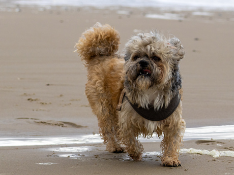 Beach life