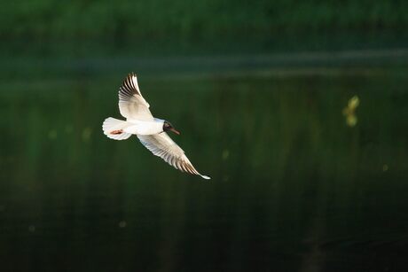 Kokmeeuw scheert over het water in de ochtendzon