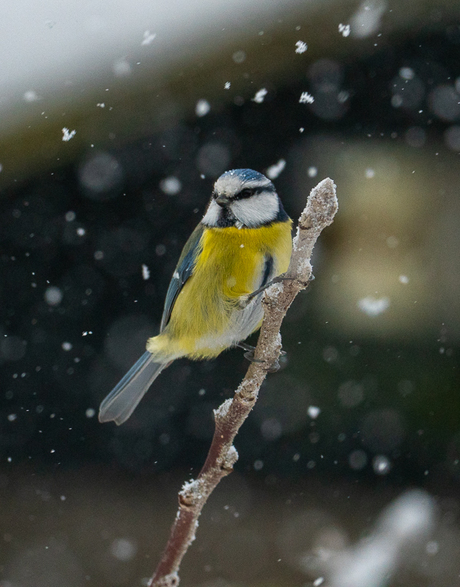 Pimpelmees in de sneeuw