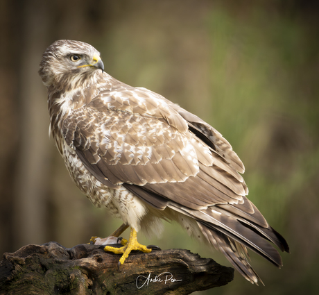 Buizerd