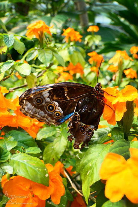 Morpho helenor