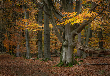 Herfst Mensingebos