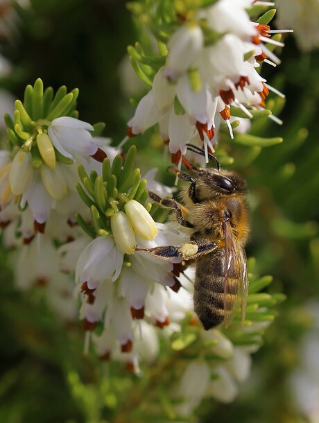 Honingbij in de lente