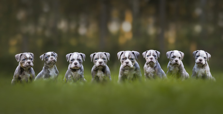 nest bulldog pups