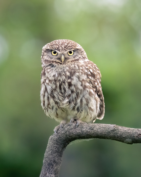 Little Owl, BIG attitude