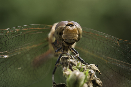 Bruinrode Heidelibel