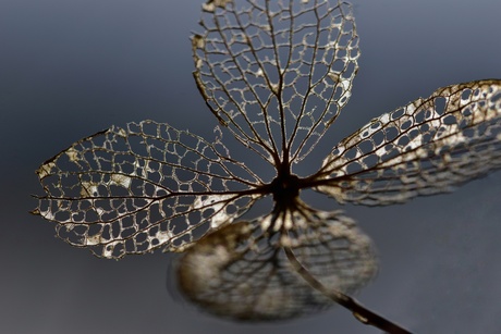 Shinen op je oude dag