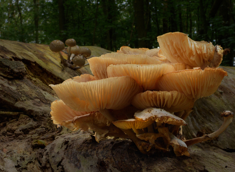 🌳 Schoonheid van Vergankelijkheid 🌳