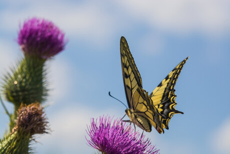 Koninginnepage  op distel