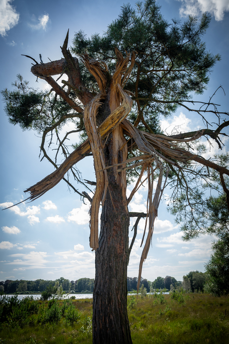 Nearly destroyed tree, but still alive...