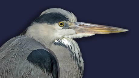 Grey heron