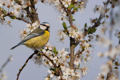 Pimpelmees in pruimenboom