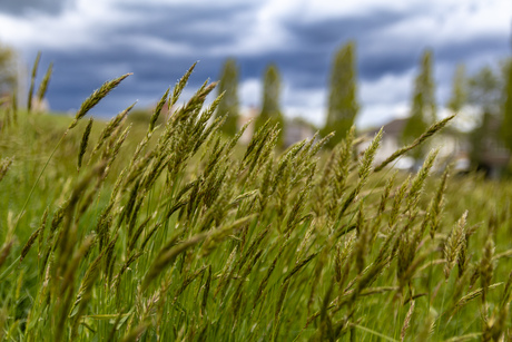 Gras in de wind