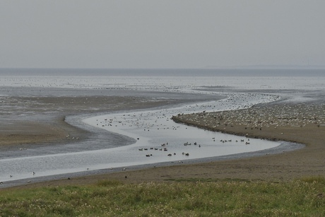 Het wad..