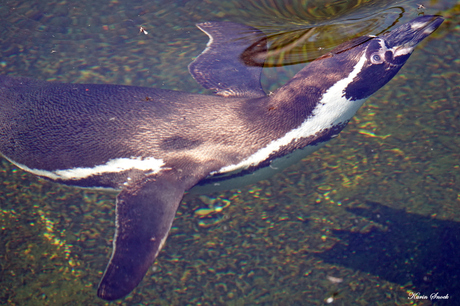 "Onderwaterpinguin..."