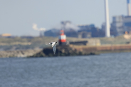 Visdief in vlucht