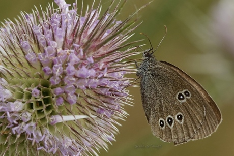 Koevinkje op Kaardebol