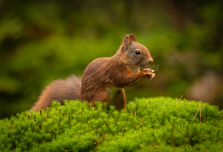 de notenkraker in actie