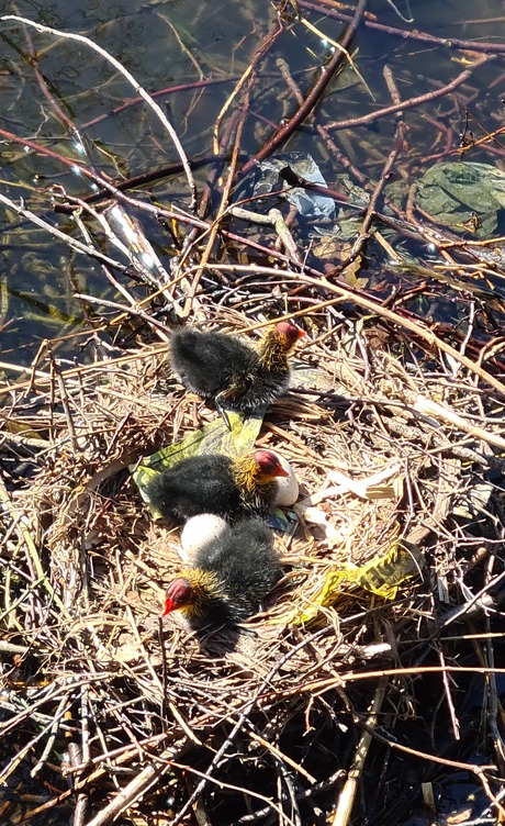 Meerkoet jongen in hun nest