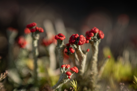 De rode heidelucifer
