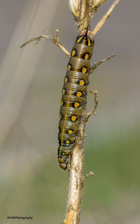 De walstropijlstaart rups.