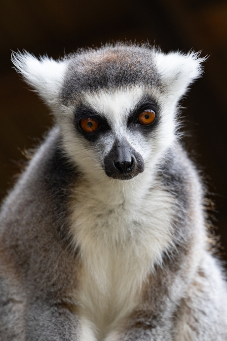 Hey mens? Is het droog?