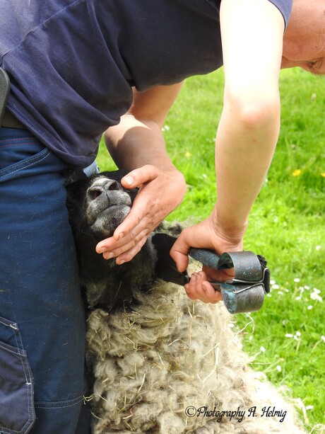 Schaap knippen