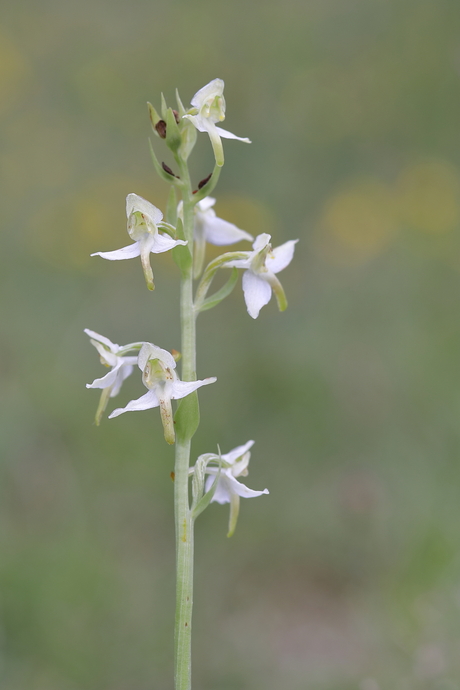 bergnachtorchis