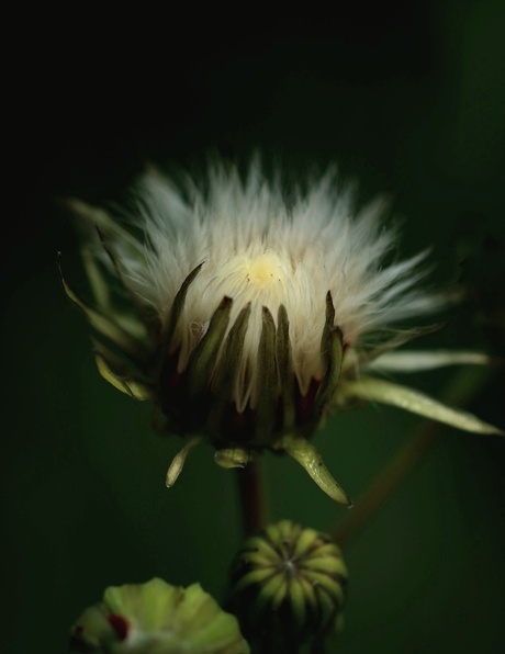 Gewoon een bloem 🍀