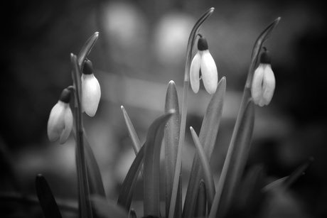 Sneeuwklokjes 