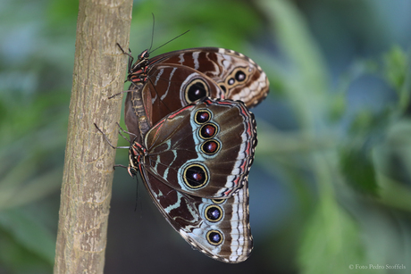 Paring blauwe Morpho vlinders